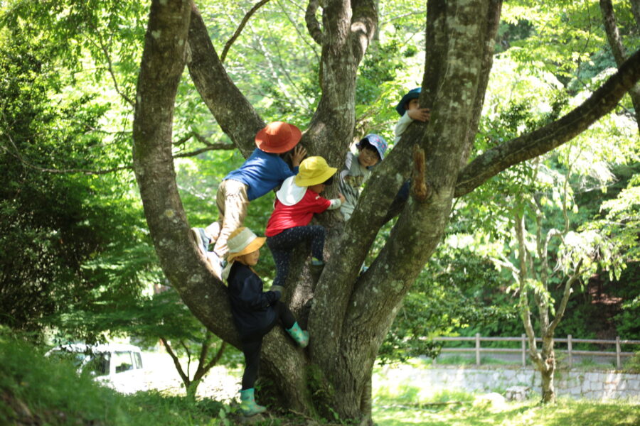木登り
