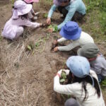 さつまいもの苗植え