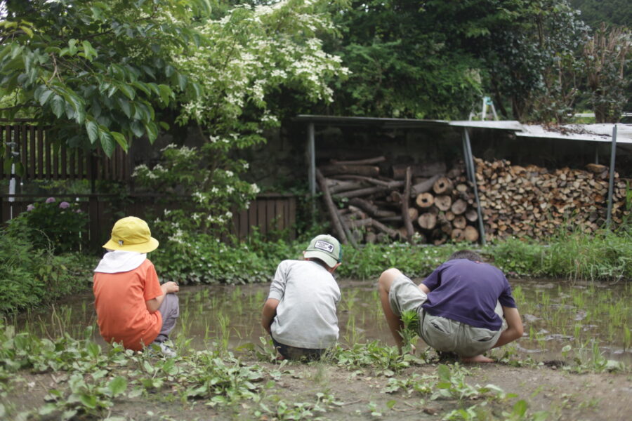 生き物探し