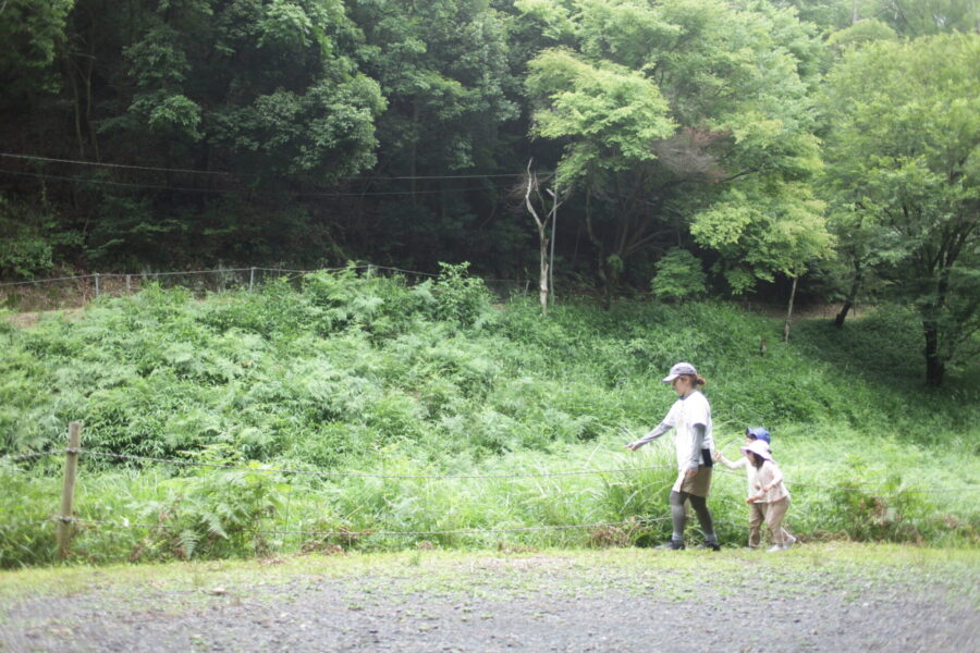 かなへびを探す